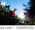 A backlit scene of camellia flowers and blue sky 134085502