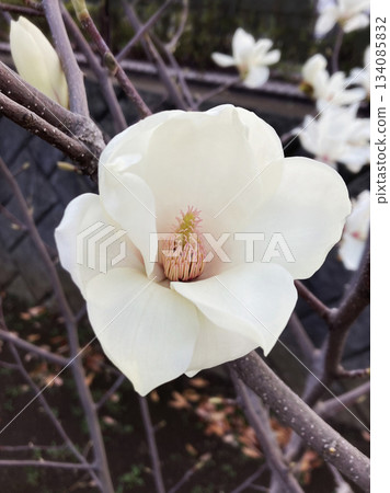 白玉蘭的淡雅香氣 134085832