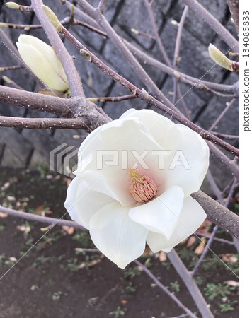 大白玉蘭 134085833