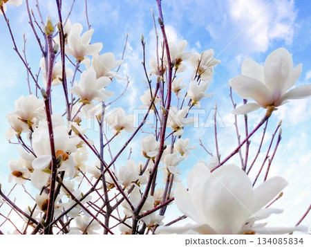 木蘭花仰望著天空 134085834