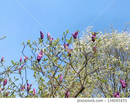 木蘭樹和山茱萸樹盛開。 134085835