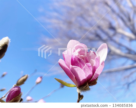 紅茉莉花蕾盛開 134085836