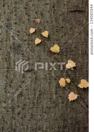 The vines climbing the tree trunks have turned yellow. 134085844