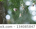 A female orb spider spins a large, glittering web 134085847