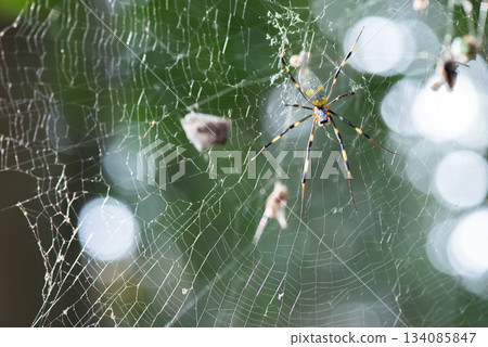 一隻雌性圓蛛織了一張碩大而閃閃發光的網子。 134085847
