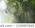 A female orb spider weaving a large web 134085848