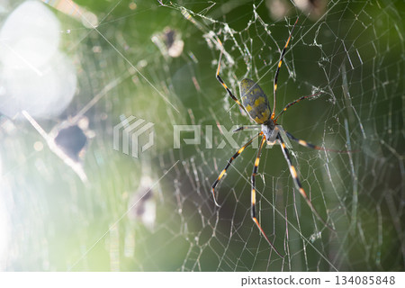 一隻雌性圓蛛正在編織一張大網。 134085848