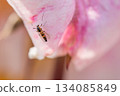 A three-banded midge resting on a pink rose petal 134085849