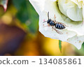 A Japanese hornet resting on a white rose petal 134085861