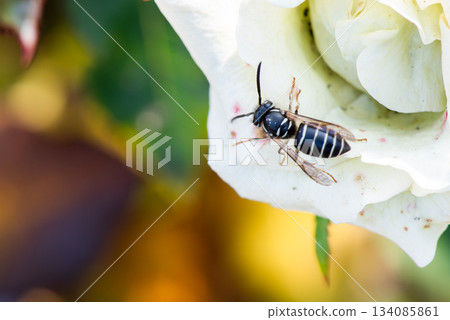 A Japanese hornet resting on a white rose petal 134085861