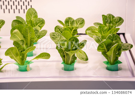 Fresh hydroponic green cos lettuce 134086074