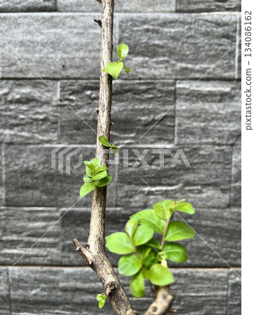Closeup image of a woody, dormant Crape Myrtle stem with clusters of vibrant, new, light green leaves sprouting from the nodes, selective focus. Closeup image of a woody, dormant Crape Myrtle stem with clusters of vibrant, new, light green leaves sprouting from the nodes, selective focus. 134086162