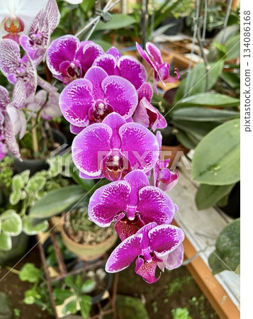 bloom, blossom, flower 134086168