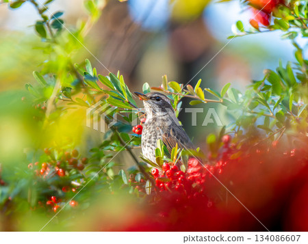 Pyracantha and Thrush Pyracantha and Thrush 134086607