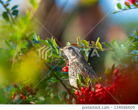 火棘和畫眉 134086609