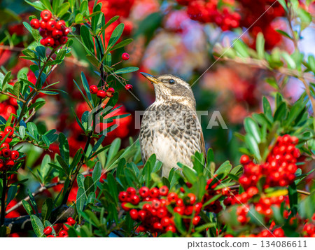 火棘和畫眉 134086611