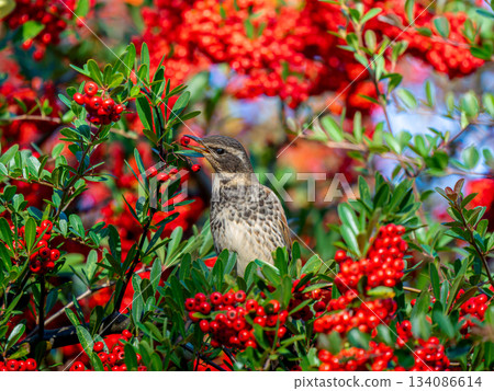 火棘和畫眉 134086614