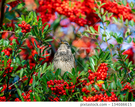 火棘和畫眉 134086615