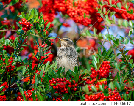 火棘和畫眉 134086617