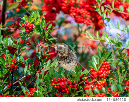 火棘和畫眉 134086618