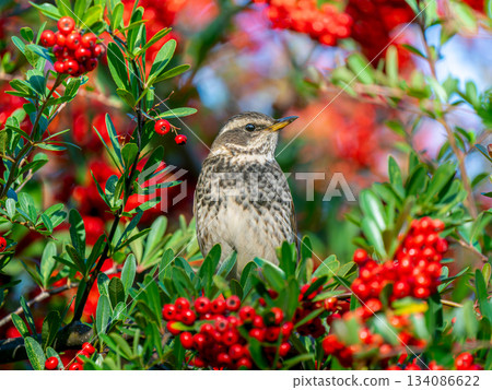 火棘和畫眉 134086622