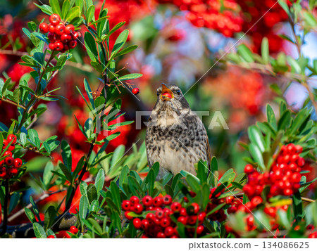 火棘和畫眉 134086625