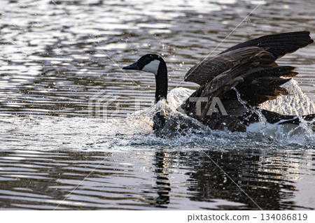 Wild bird action, Gorgeous splash as goose soars from lake 134086819
