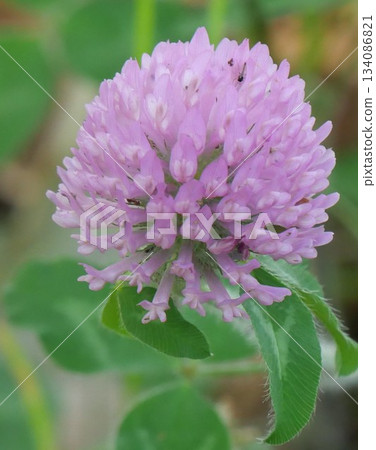 Beautiful pink red clover Beautiful pink red clover 134086821