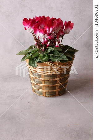 Cyclamen 134086831