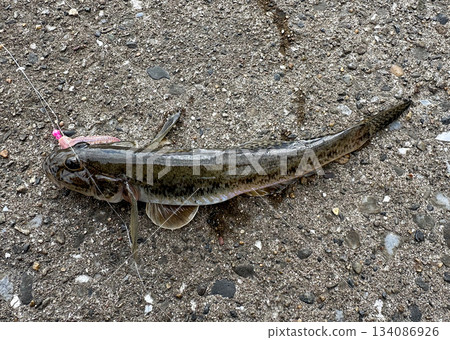 蝦虎魚 蝦虎魚 134086926