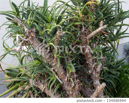 Aloe arborescens with a tree-like trunk Aloe arborescens with a tree-like trunk 134086994