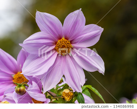 Emperor Dalia Emperor Dalia 134086998