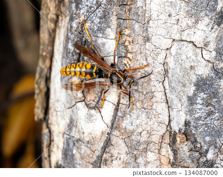 Polistes chinensis on a zelkova tree 134087000