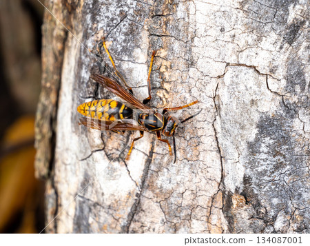 Black-backed paper wasp on a zelkova tree Black-backed paper wasp on a zelkova tree 134087001