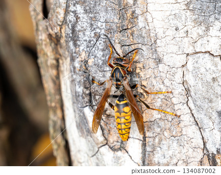 中華胡枝子(Polistes chinensis)棲息在櫸樹上 中華胡枝子(Polistes chinensis)棲息在櫸樹上 134087002