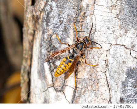 Polistes chinensis on a zelkova tree 134087003