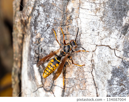 中華胡枝子（Polistes chinensis）棲息在櫸樹上 134087004