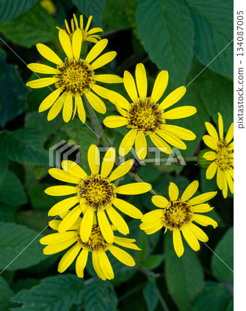 Zwabuki黃色花 134087005