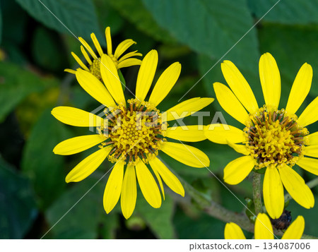 Zwabuki黃色花 134087006