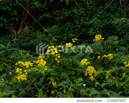 Zwabuki黃色花 134087007