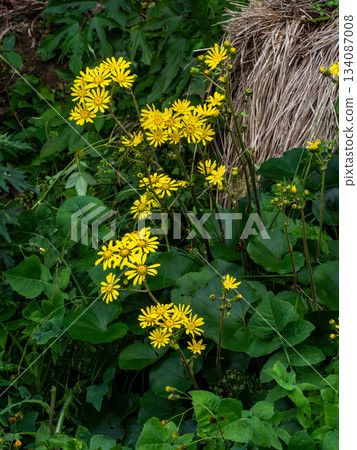 Zwabuki黃色花 134087008