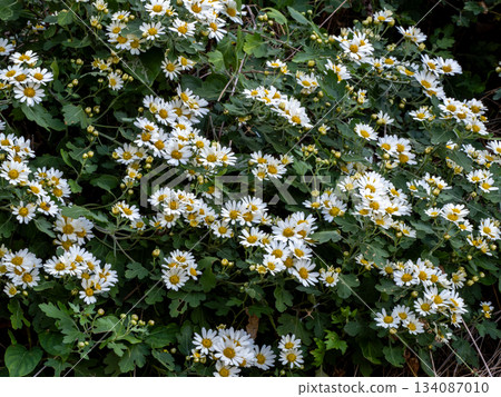 吳市下鐮島海邊路邊盛開的野菊花 134087010