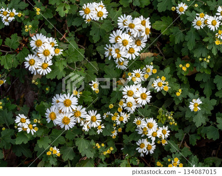 Nojigiku flowers growing on the roadside along the sea on Shimokamagari Island in Kure City Nojigiku flowers growing on the roadside along the sea on Shimokamagari Island in Kure City 134087015