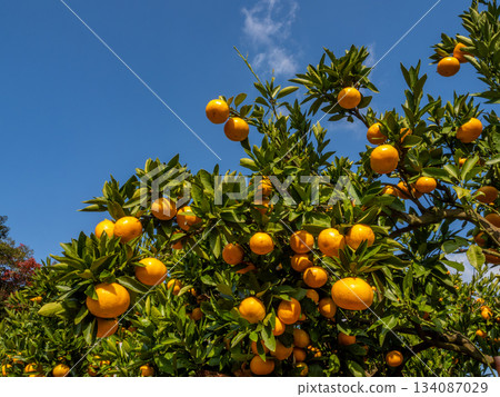 The mandarin oranges 134087029