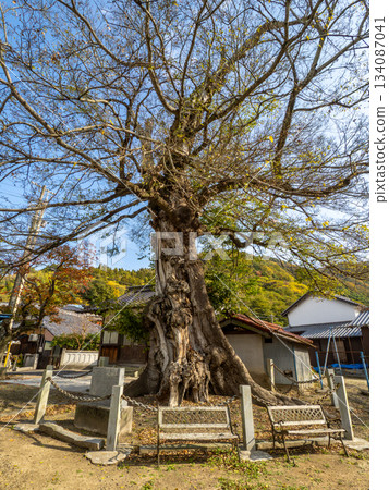 Oki Shrine的Mukunoki 134087041