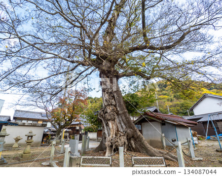 Oki Shrine的Mukunoki Oki Shrine的Mukunoki 134087044