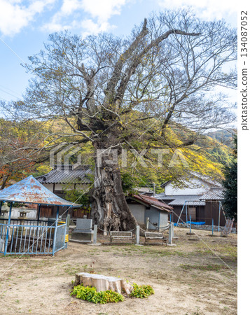 Oki Shrine的Mukunoki 134087052