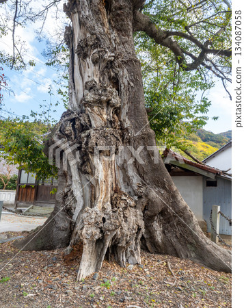 Oki Shrine的Mukunoki 134087058