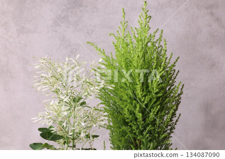 Conifers and Euphorbias 134087090