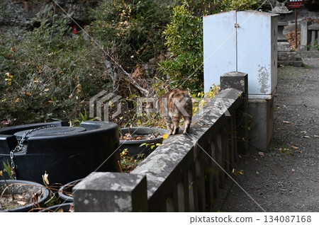 Kuon Kuidō 134087168